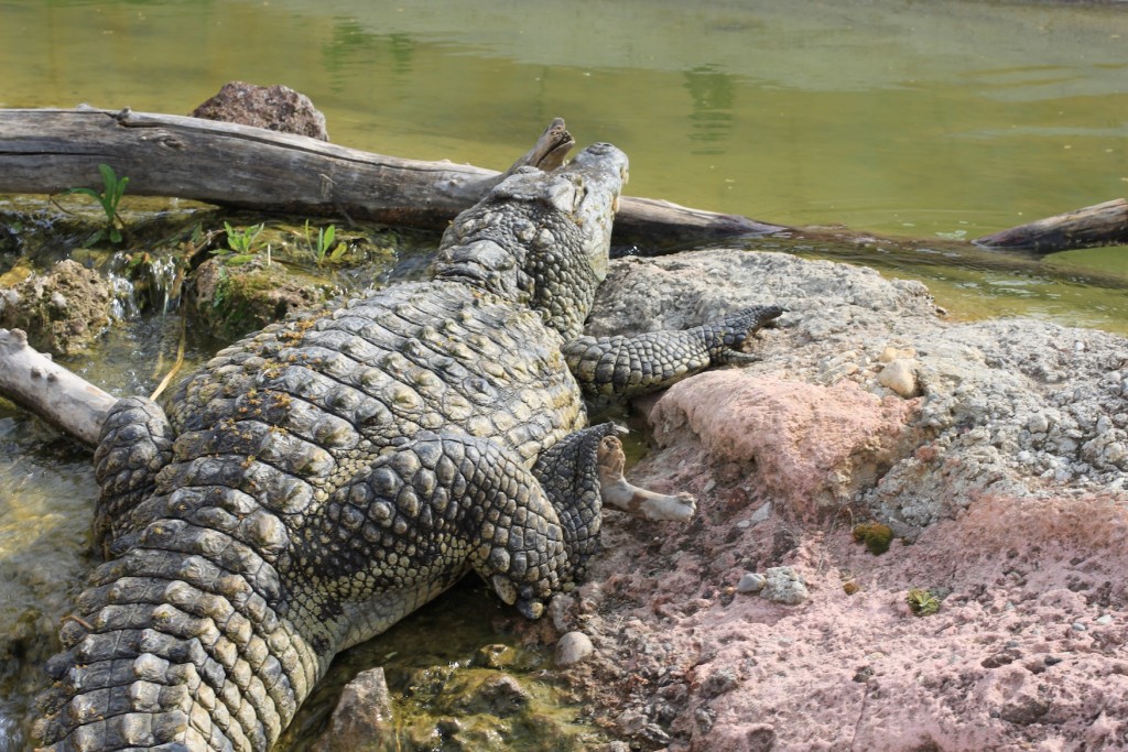 Ferme_crocodiles_aunomi_16