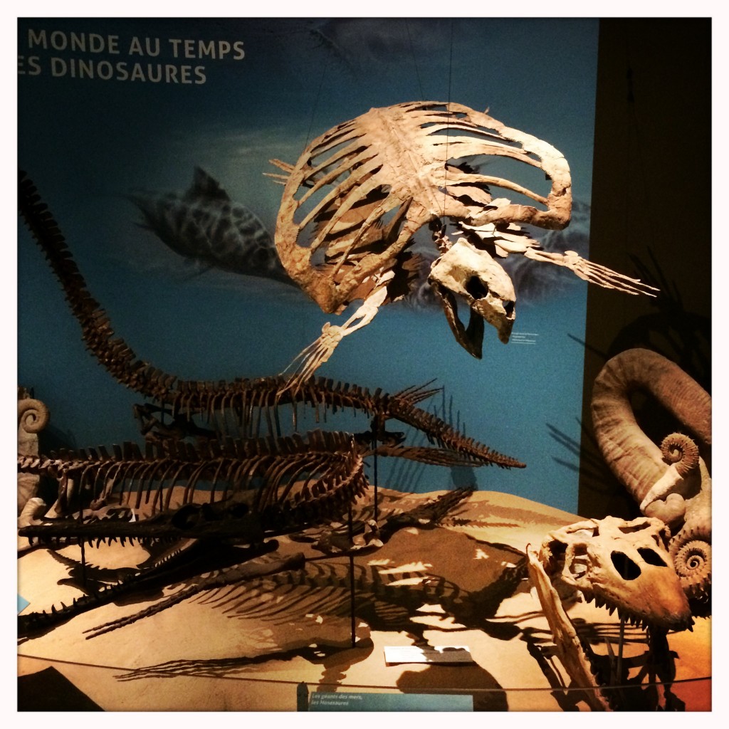 Paléopolis_aunomi_2