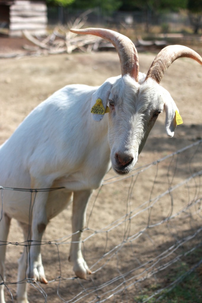 aunomi_ete_2015_chevre