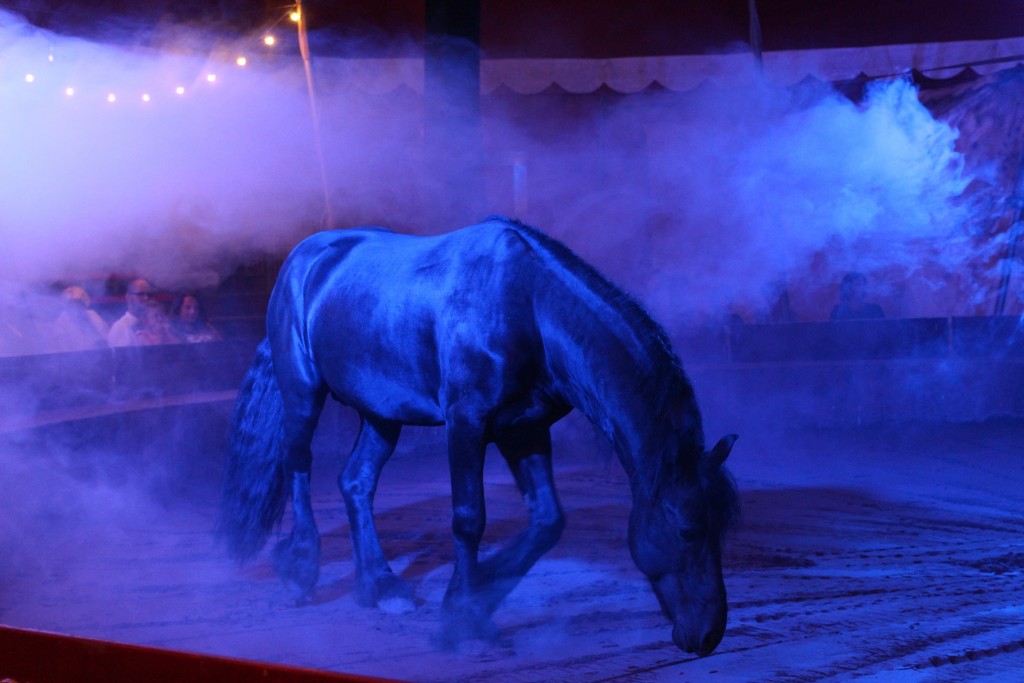 aunomi_ete_2015_cheval