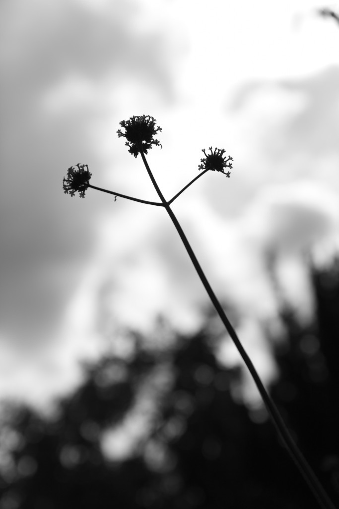 aunomi_noir&blanc_16