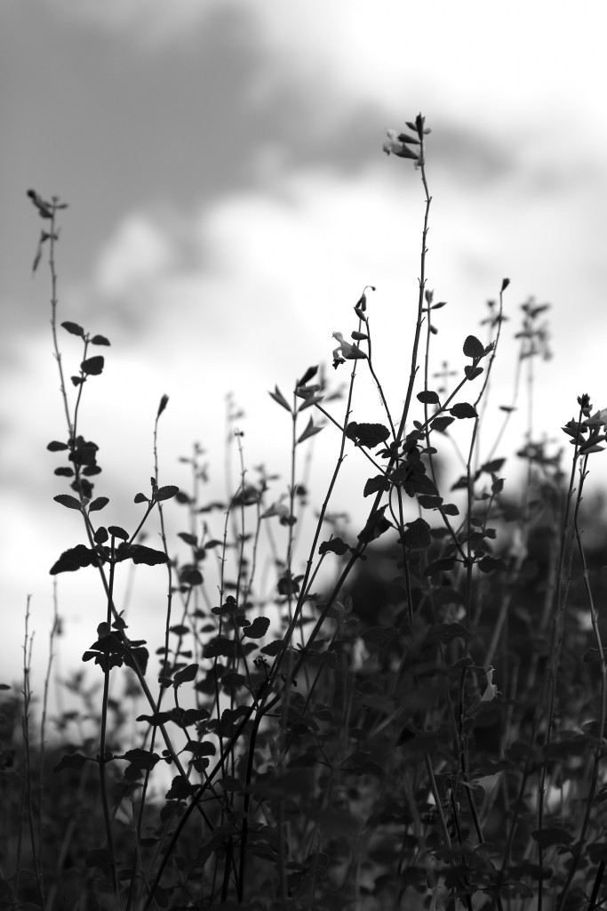 aunomi_noir&blanc_17