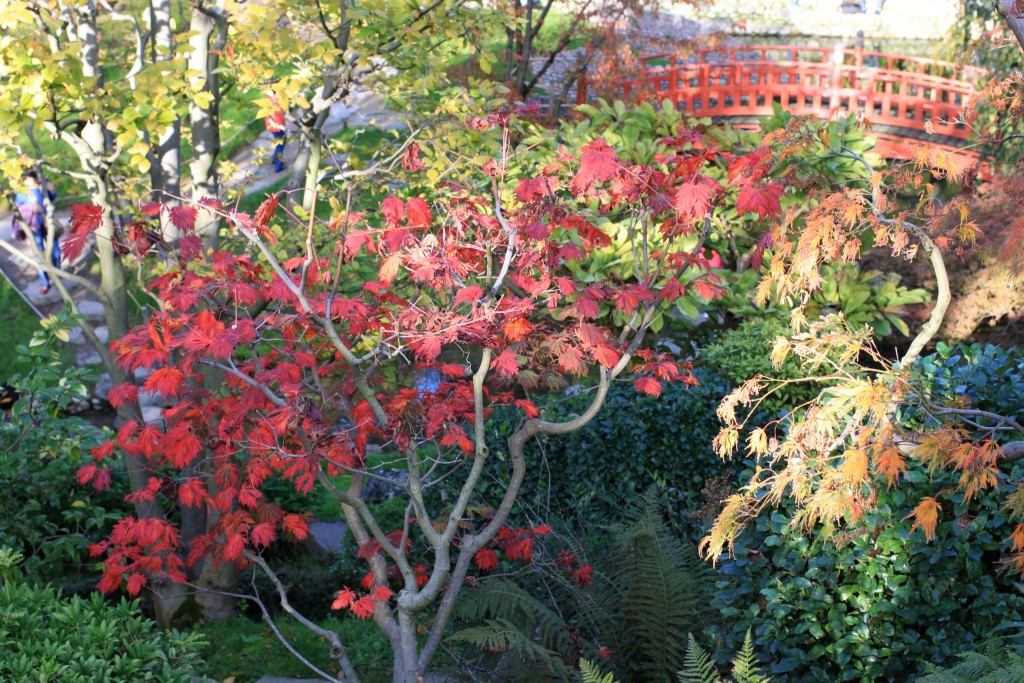 Jardin Albert Kahn_aunomi_11