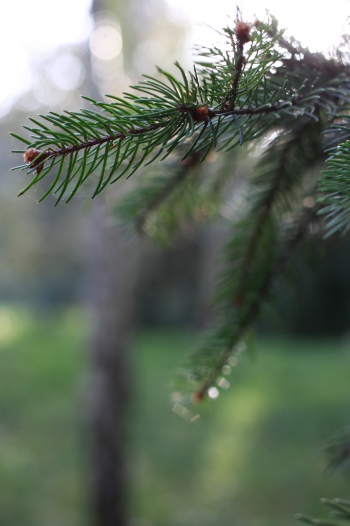 Jardin Albert Kahn_aunomi_4