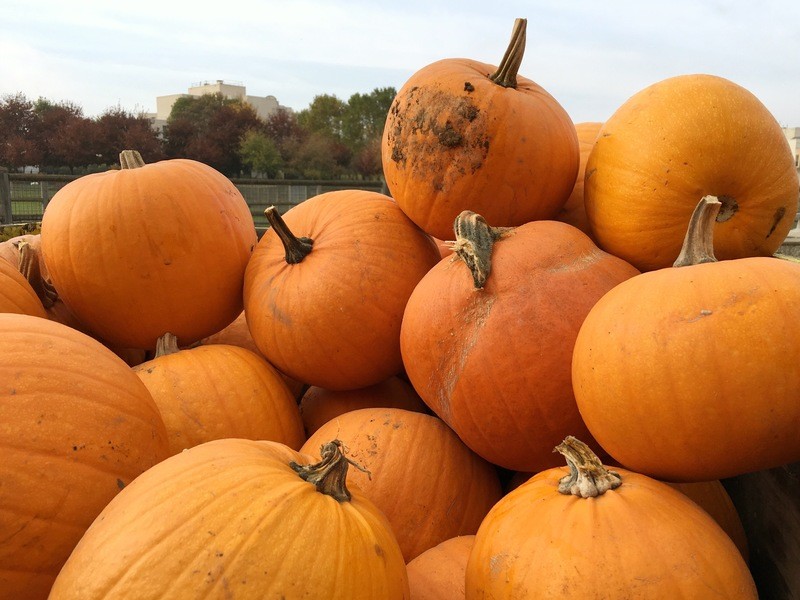 Ferme de gally - Sartrouville - Fête de la citrouille - atelier pour enfants : comment creuser une citrouille pour Halloween ©aunomi
