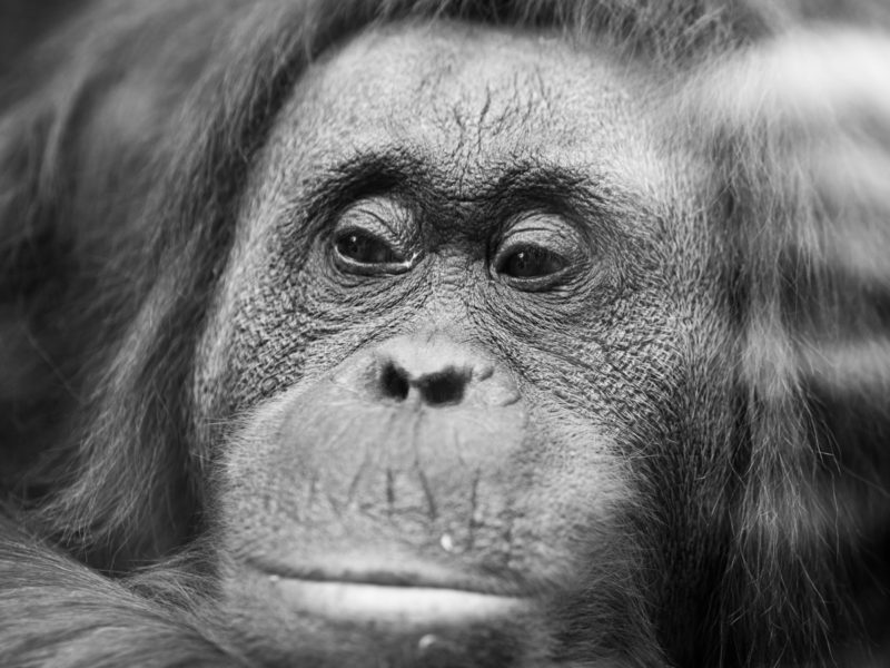 Orang Outan à Paris ©aunomi