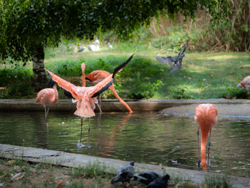 Flamant Rose à Paris ©aunomi