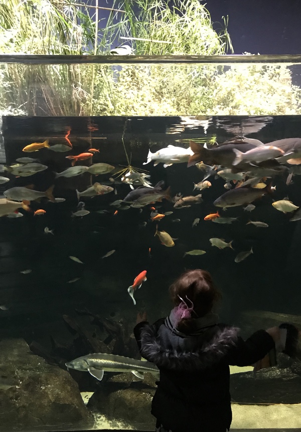Activités pour enfant à Paris : l'aquarium du Trocadéro