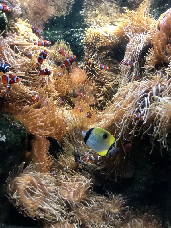 Activités pour enfant à Paris : l'aquarium du Trocadéro